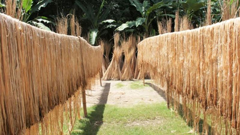 April 2025/Jute.jpg